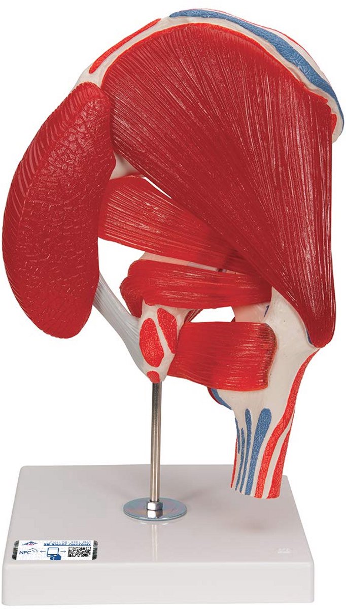 Menselijk Heupgewricht Anatomisch Model met Anatomiesoftware – 7-delig Educatief