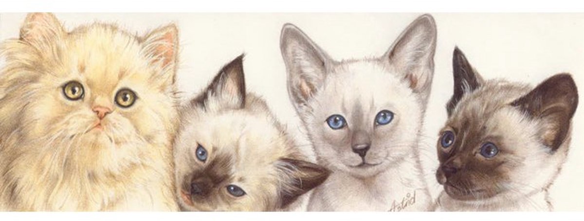 Katdootje - Kattenkaart - Allemaal katten