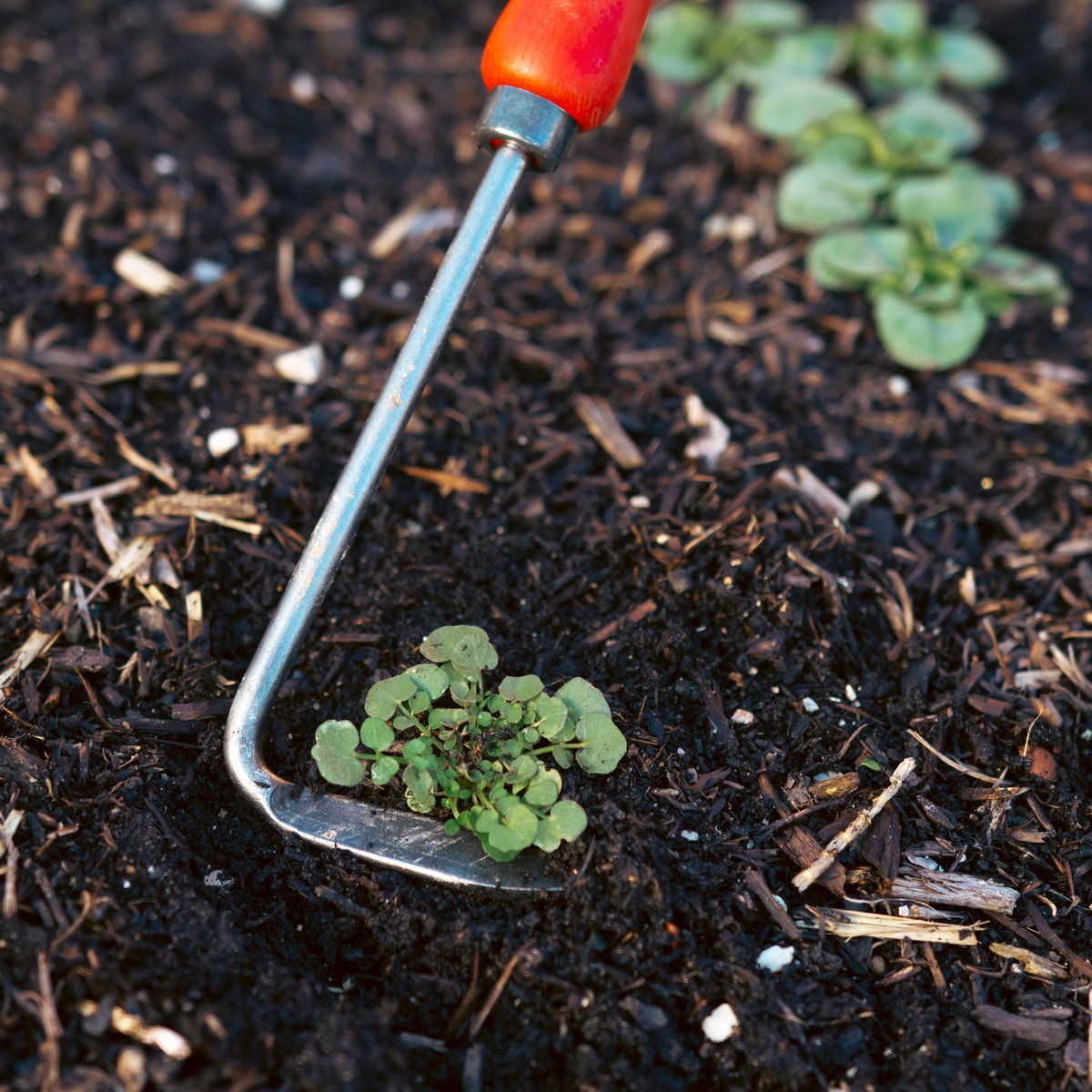 Felco 421 Hand Weeder