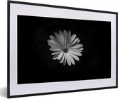 Photo en cadre - Une marguerite blanche sur fond noir Cadre photo noir avec passe-partout blanc, moyen 60x40 cm - Affiche sous cadre (Décoration murale salon / chambre)