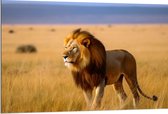 Dibond - Leeuw staat in het gras en kijkt uit over de savanne - 120x80 cm Foto op Aluminium (Wanddecoratie van metaal)