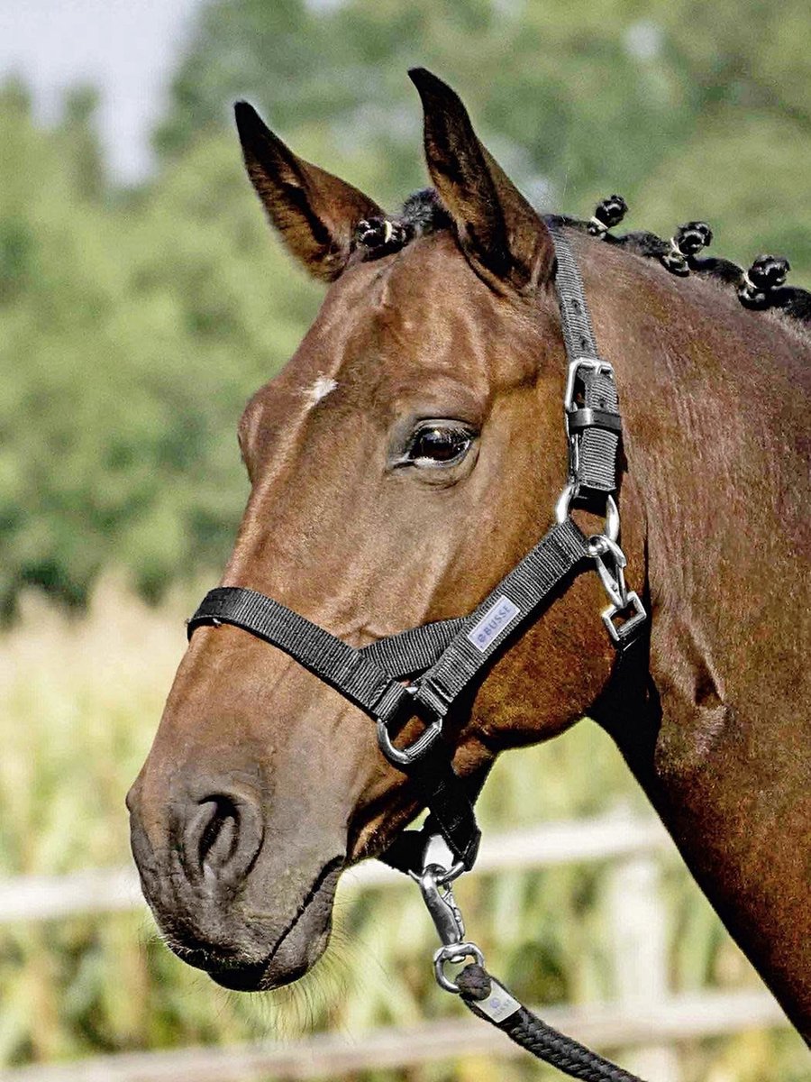Busse Headcollar Strong HO II Black