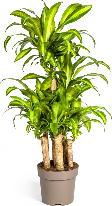 Plantenboetiek.nl | Dracaena Fragrans Massangeana - meerstammig - Ø30cm - 130-150cm hoog - Kamerplant - Groenblijvend