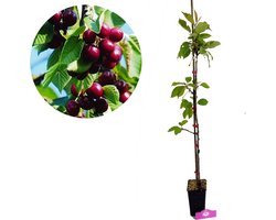 Prunus avium ‘Kordia’ Kersenboom, 1,5 Liter pot