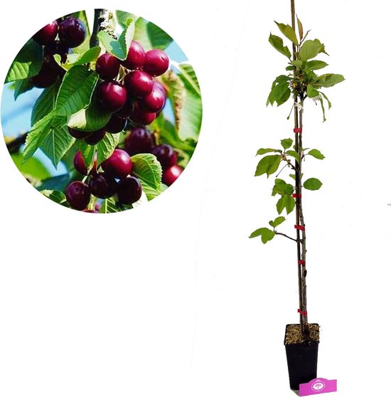 Prunus avium ‘Kordia’ Kersenboom, 1,5 Liter pot