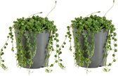 Bloomique - Set van 2 - Senecio Rowleyanus - Erwtenplant - Hangplant - Kamerplanten - Gemakkelijk Te Verzorgen - Hoogte 10-15 cm - Pot 12 cm
