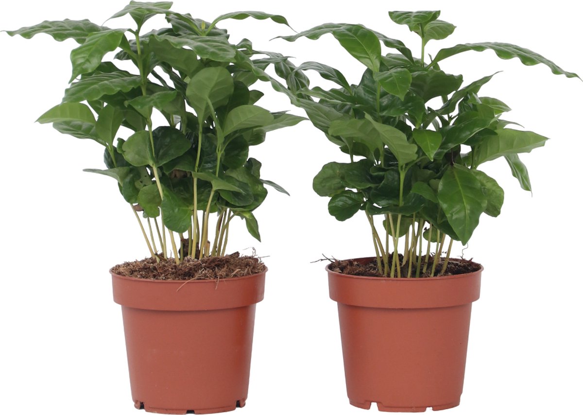 Plant in a Box - Set van 4 Coffea Arabica - Koffieplant - Kamerplant - Struik - Pot 12cm - Hoogte 25-40cm