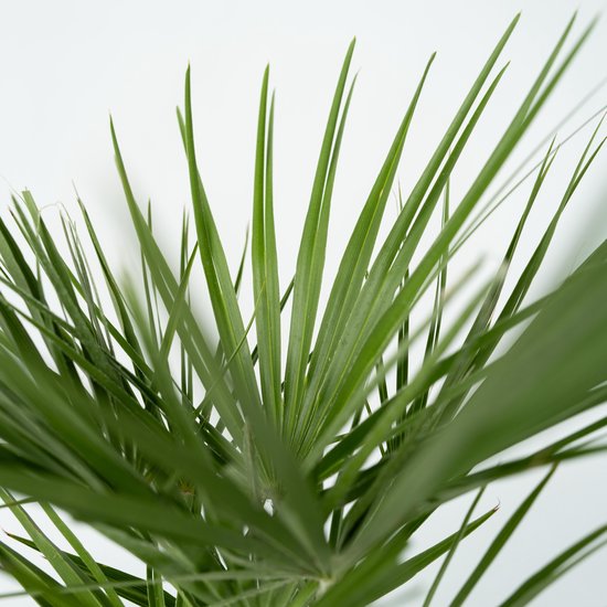 Close-up van de scherpe, groene, waaiervormige bladeren van een Europese dwergpalm.