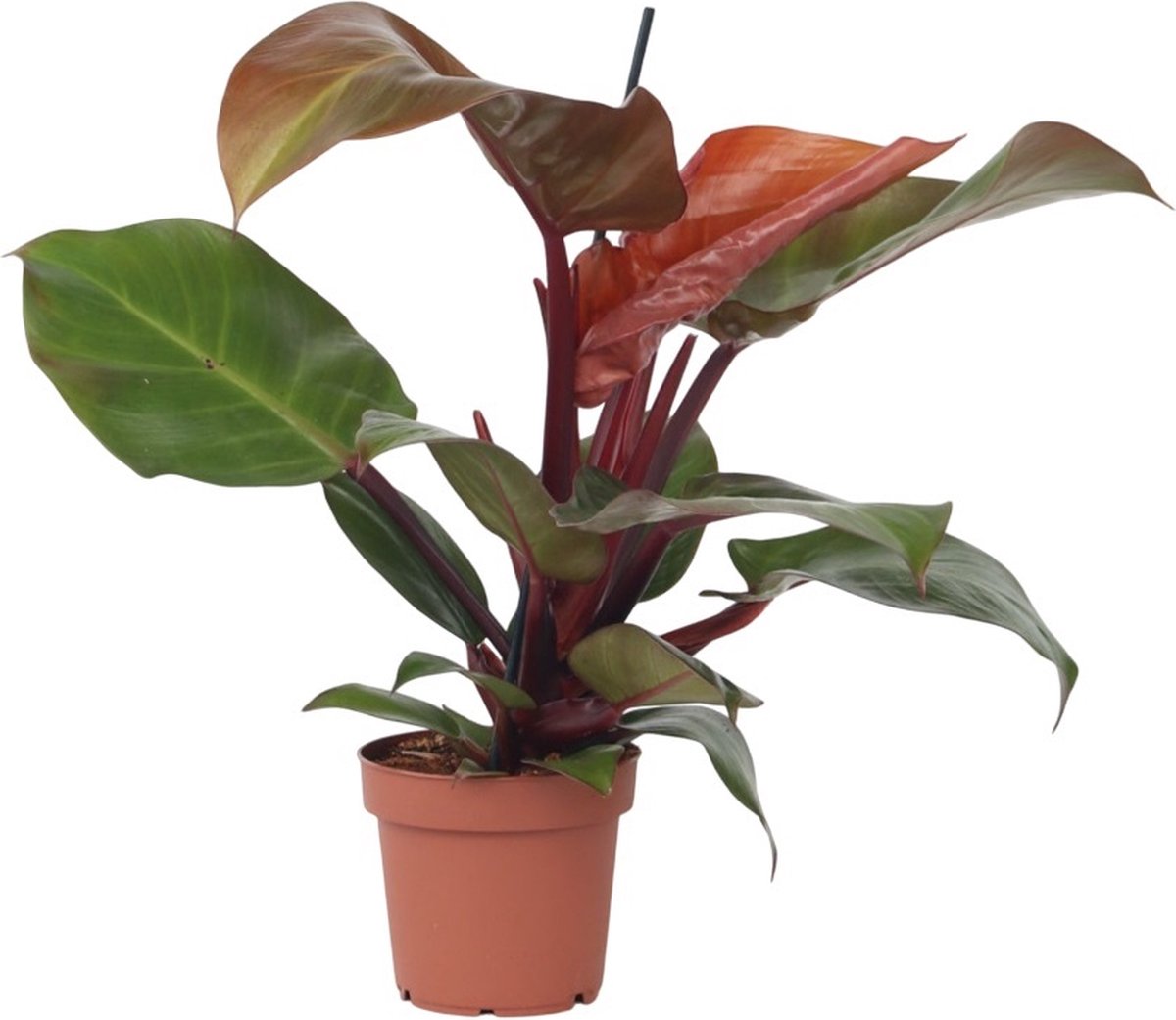 Philodendron 'Zonlicht' - Tropische kamerplant - Mooie rode bladeren - Pot 12cm - Hoogte 20-30cm