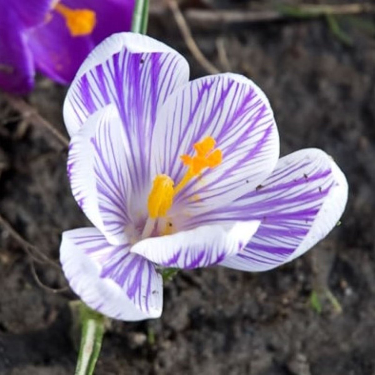 Voorjaarskrokus (Crocus Vernus) - Krokus Pickwick - Bijen-Vlinders - Voorjaarsbollen - bloeit in Februari / Maart