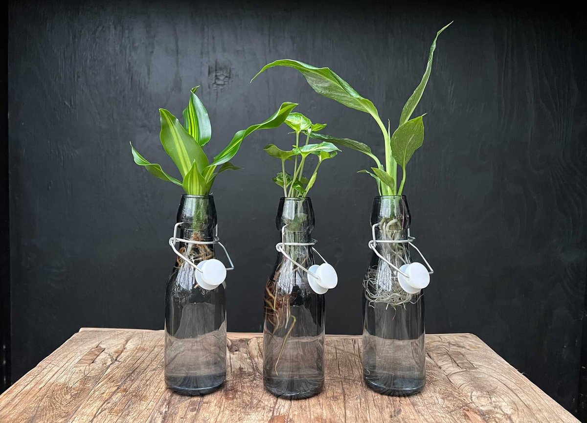 Sydney | stekje op water | Druppel |Syngonium Neon