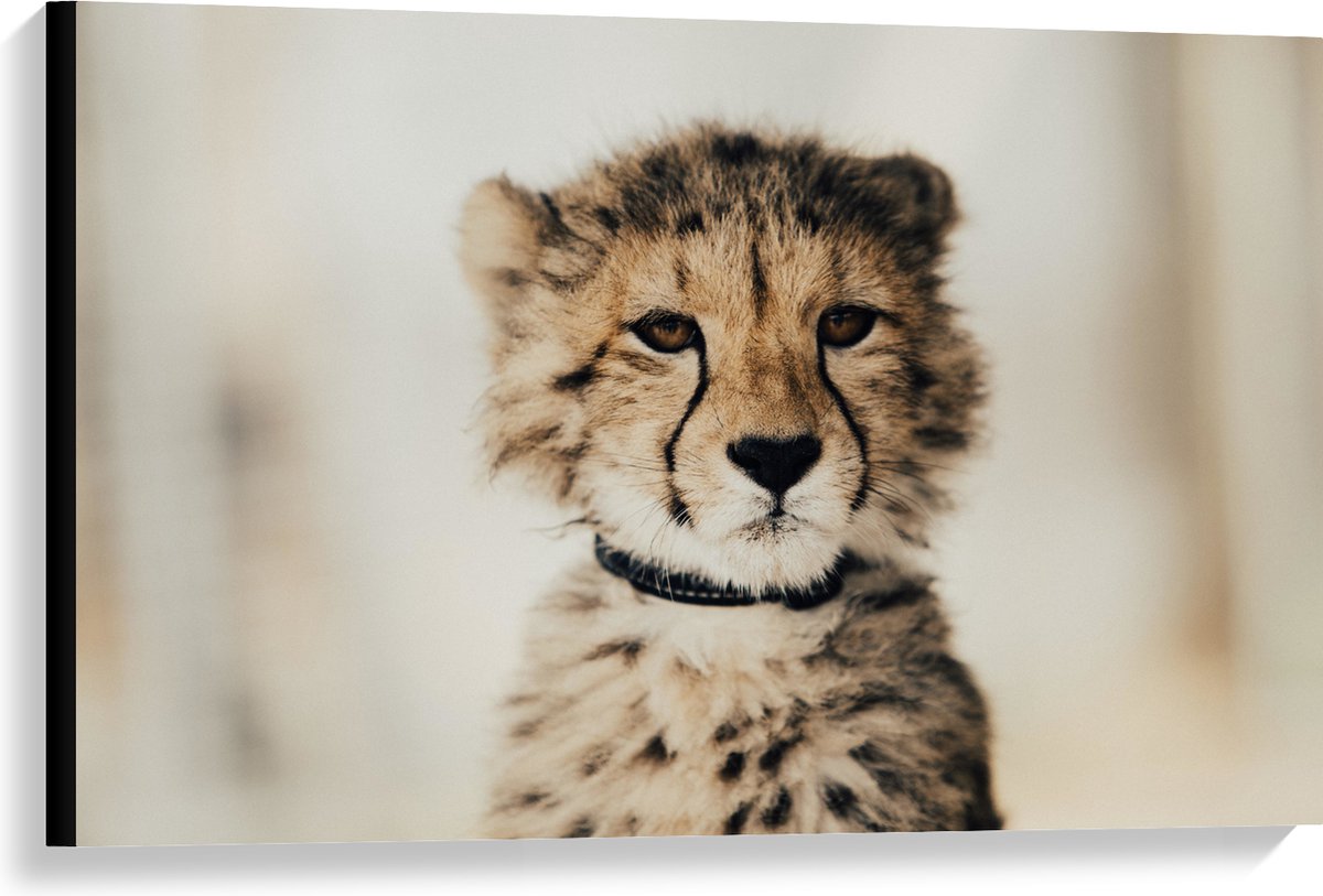 Canvas - Baby Jacht Luipaard - 90x60 cm Foto op Canvas Schilderij (Wanddecoratie op Canvas)