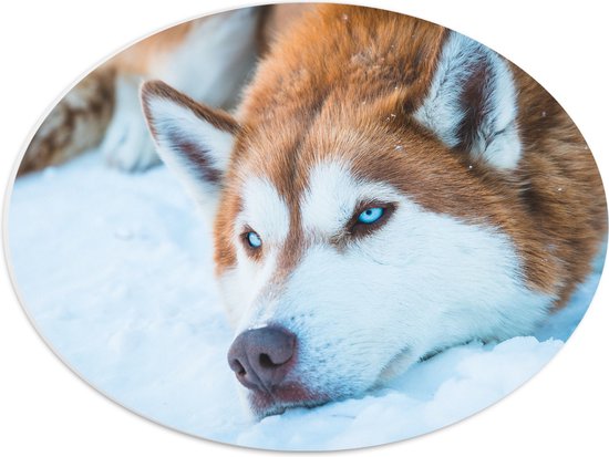 WallClassics - PVC Schuimplaat Ovaal - Siberische Husky Hond Liggend in de Sneeuw - 40x30 cm Foto op Ovaal  (Met Ophangsysteem)