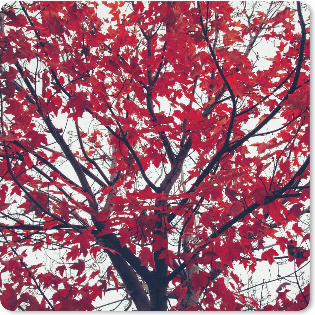 Muismat 20x20 cm - Mousepad Esdoorn - Bladeren - Herfst - Natuur - Muismatten