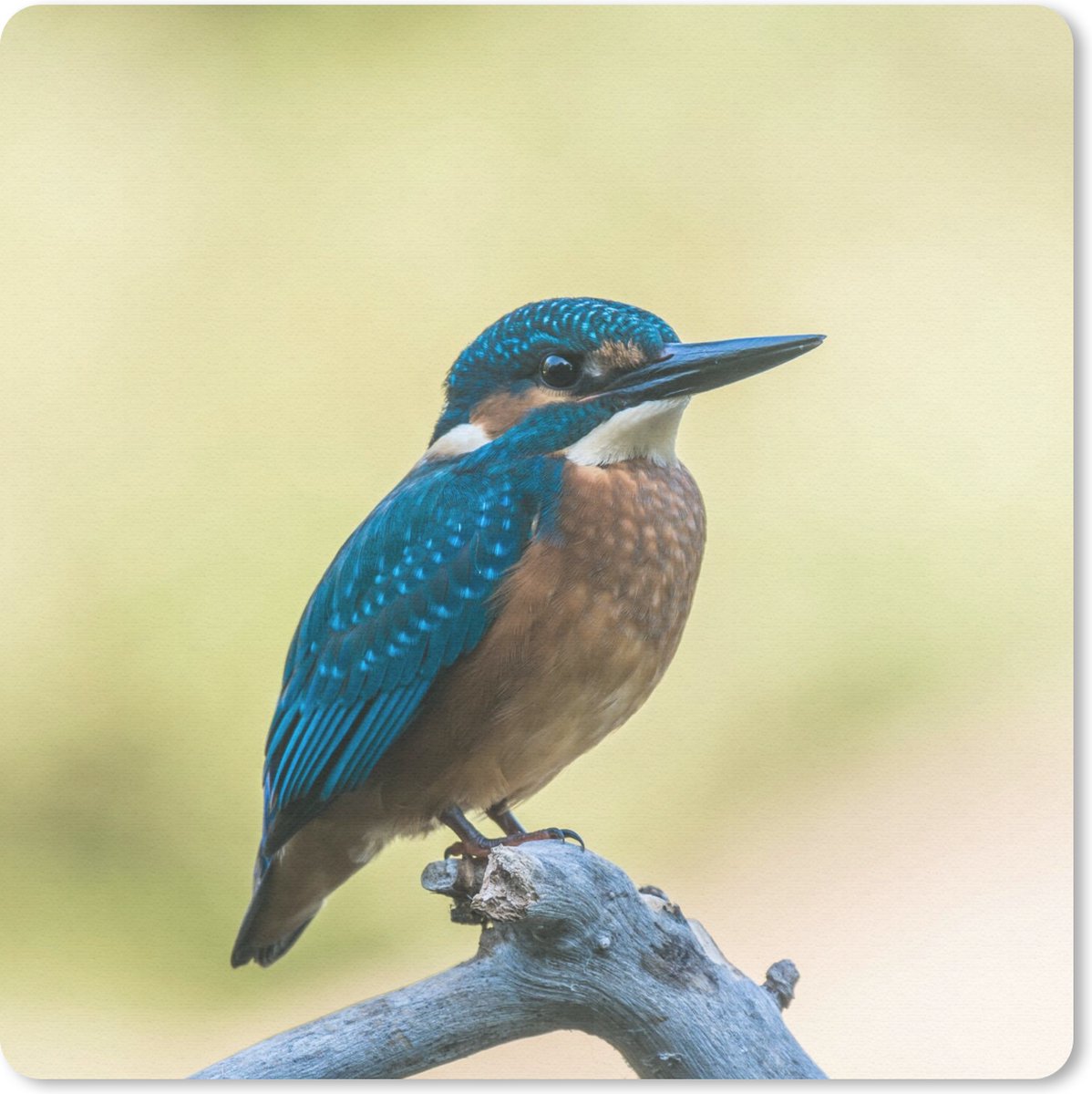 Muismat 20x20 cm - Mousepad IJsvogel - Tak - Vogel - Muismatten