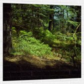 WallClassics - Muursticker - Ombre dans la Forêt - 100x100 cm Photo sur Muursticker