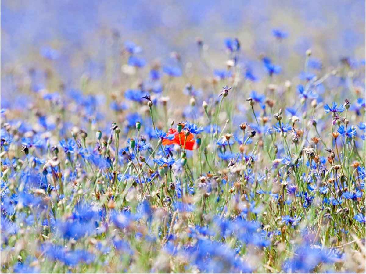 Fotobehang - Een hemel-gekleurde weide - korenbloemen.