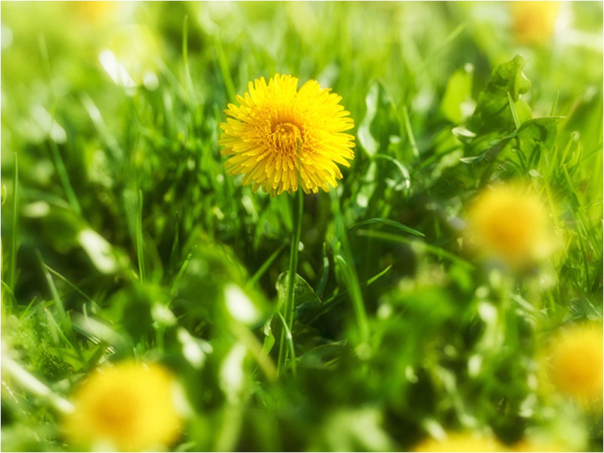 Fotobehang - Paardebloem bloemen.