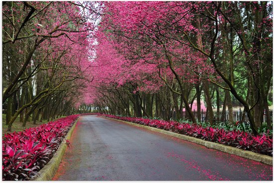 WallClassics - Poster Glanzend – Roze Bomen over de Weg - 105x70 cm Foto op Posterpapier met Glanzende Afwerking