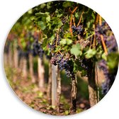 WallClassics - Cercle mural en panneau de mousse PVC - Grappes de raisin - 50x50 cm Photo sur cercle mural (avec système d'accrochage)