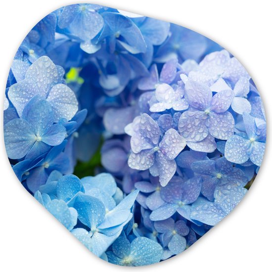 Organische Wanddecoratie - Kunststof Muurdecoratie- Organisch Schilderij - Hortensia - Waterdruppel - Bloemen - Botanisch - Blauw- 40x40 cm - Asymmetrische spiegel vorm op kunststof