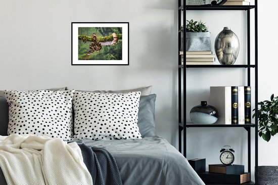 Cadre photo avec affiche - Serpent - Branche - Forêt tropicale - 40x30 cm - Cadre pour affiche