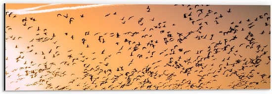 WallClassics - Dibond - Heel veel Vogels in de Lucht met Zonsondergang - 60x20 cm Foto op Aluminium (Wanddecoratie van metaal)