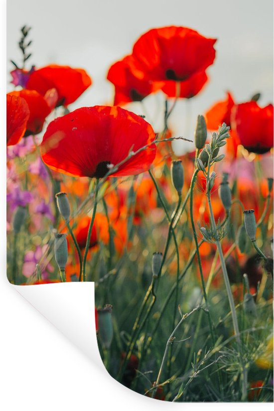 Stickers muraux - Sticker Foil - Coquelicot - Fleurs - Rouge