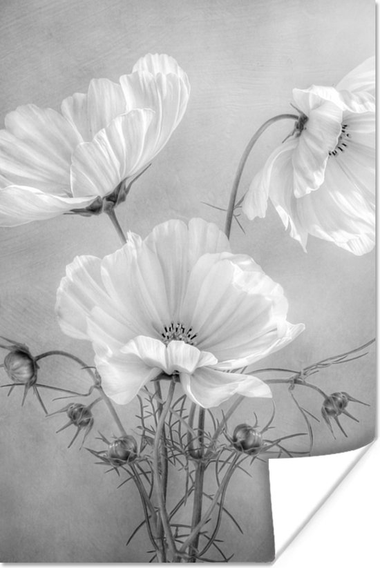 Poster Stilleven - Bloemen - Zwart wit - Klaproos - Botanisch - 40x60 cm