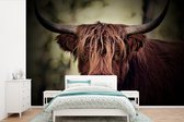 Behang - Fotobehang Schotse hooglander - Licht - Portret - Natuur - Breedte 390 cm x hoogte 260 cm
