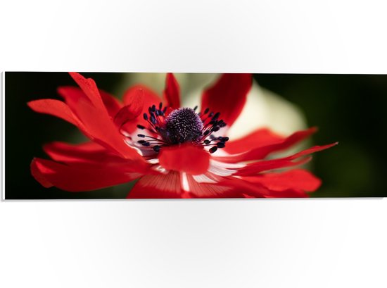 WallClassics - PVC Schuimplaat - Bloeiende Rode Tuinanemoon - 60x20 cm Foto op PVC Schuimplaat (Met Ophangsysteem)