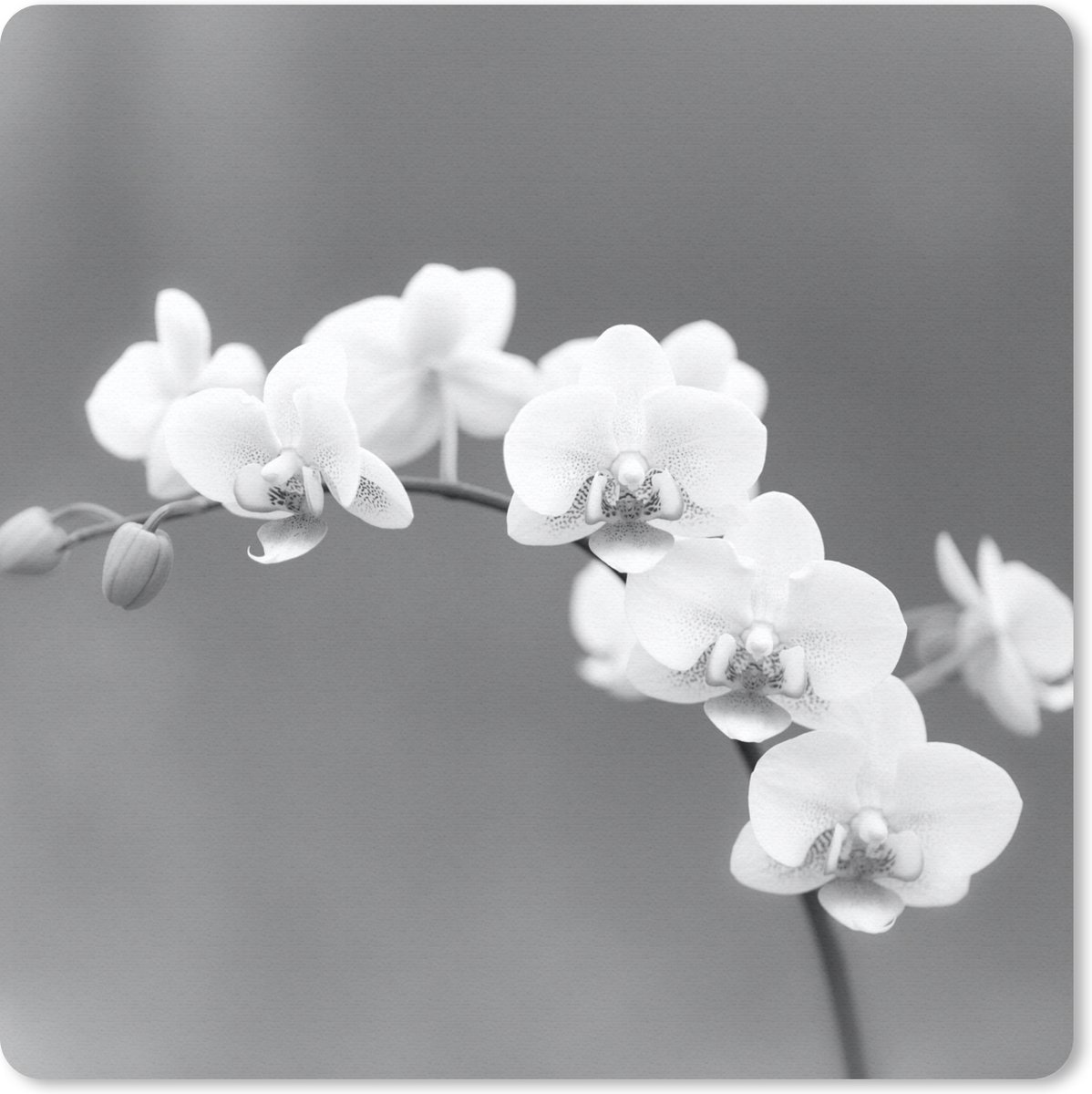 Muismat 20x20 cm - Mousepad Orchidee - Bloemen - Plant - Wit - Paars - Muismatten