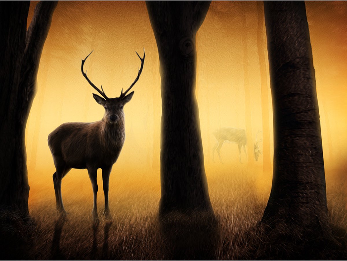 Fotobehang - Deer in his natural habitat.