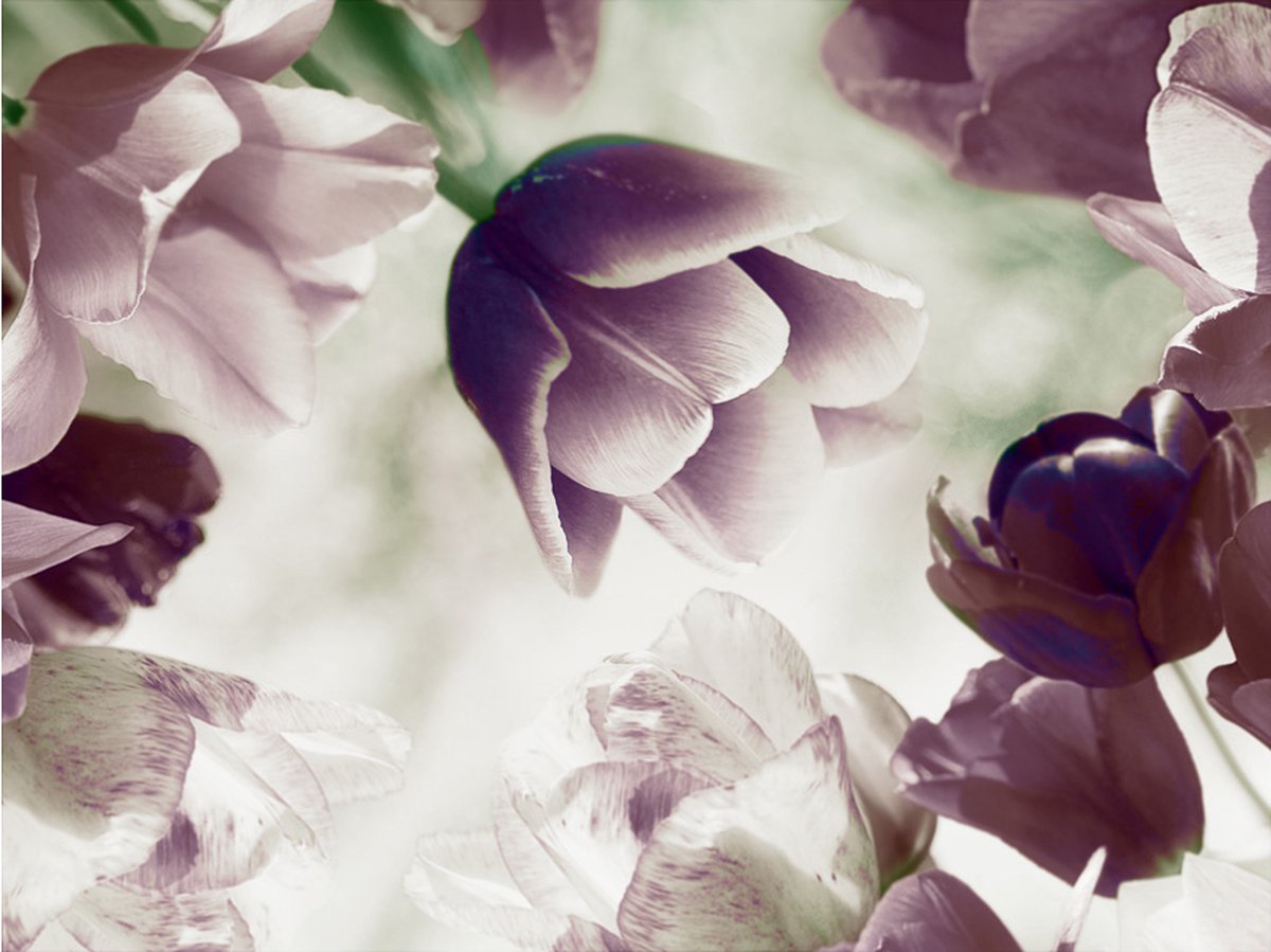 Fotobehang - Heavenly tulips.