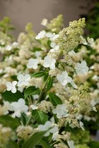 1 stuk(s) | Hydrangea paniculata 'Kyushu' C4 30-40 cm