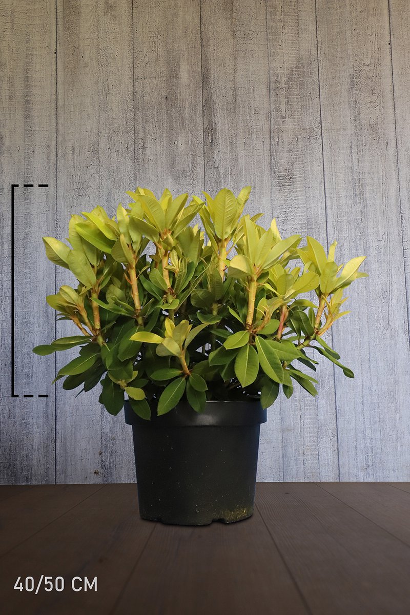Plants Online - Haagplanten - Rhododendron 'Red Jack' - Pot 40-50 cm - set van 10 - Bloeiende plant - Groeit breed uit - Informele haag - Wintergroen