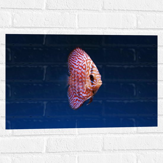 WallClassics - Muursticker - Wit Oranje Discus Vis - 60x40 cm Foto op Muursticker