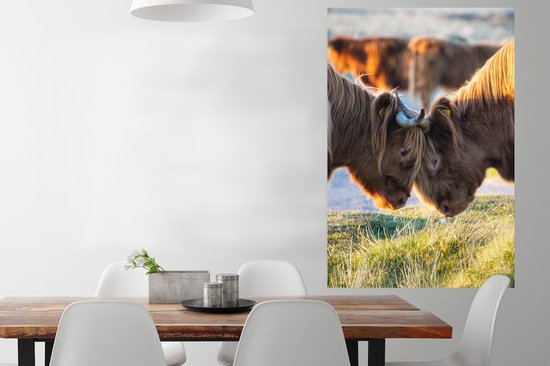 Affiche Highlanders écossais - Animaux - Soleil - 80x120 cm
