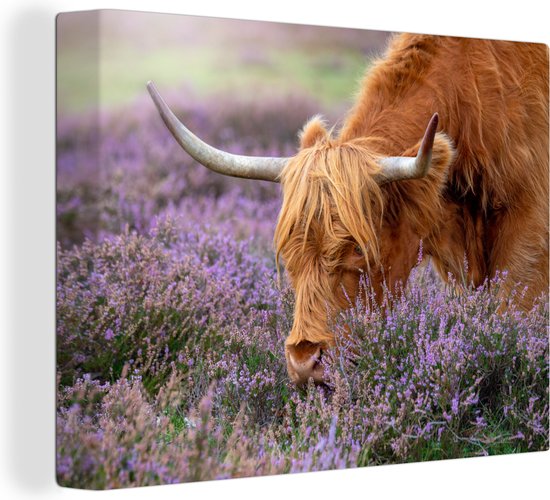 Tableau sur toile Scottish Highlander - Animaux - Bruyère - 40x30 cm - Décoration murale