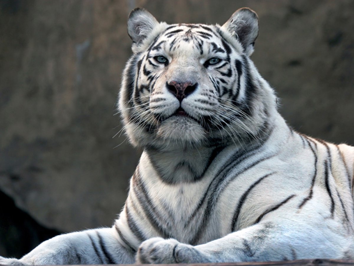Fotobehang - Bengaalse tijger in dierentuin.