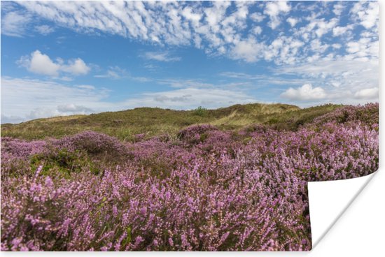 Wondermooi beeld van een roze bloeiende heide in de duinen bij de Waddenzee onder een tegen een diepblauwe hemel op het Nederlandse Waddeneiland Texel 60x40 cm / Zee en Strand - Foto print op Poster (wanddecoratie woonkamer / slaapkamer)