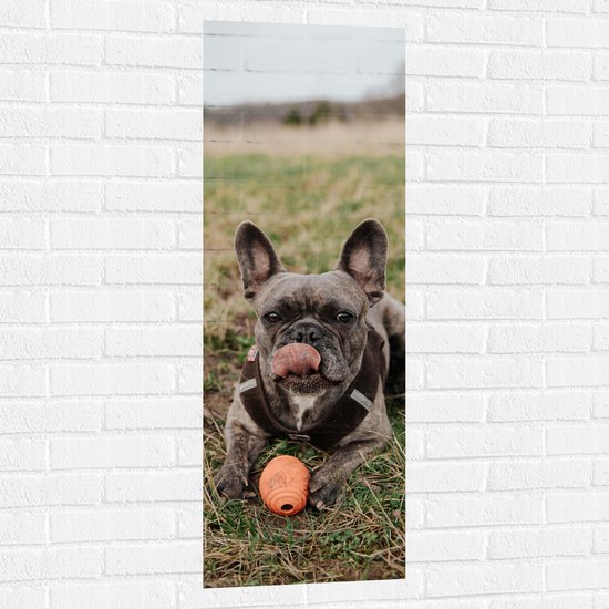 WallClassics - Muursticker - Spelende Hond in het Gras - 40x120 cm Foto op Muursticker