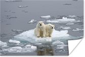Polarberen op het pakijs Poster 120x80 cm - Foto print op Poster (wanddecoratie woonkamer / slaapkamer) / Wilde dieren Poster