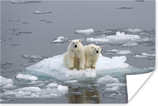 Polarberen op het pakijs Poster 120x80 cm - Foto print op Poster (wanddecoratie woonkamer / slaapkamer) / Wilde dieren Poster