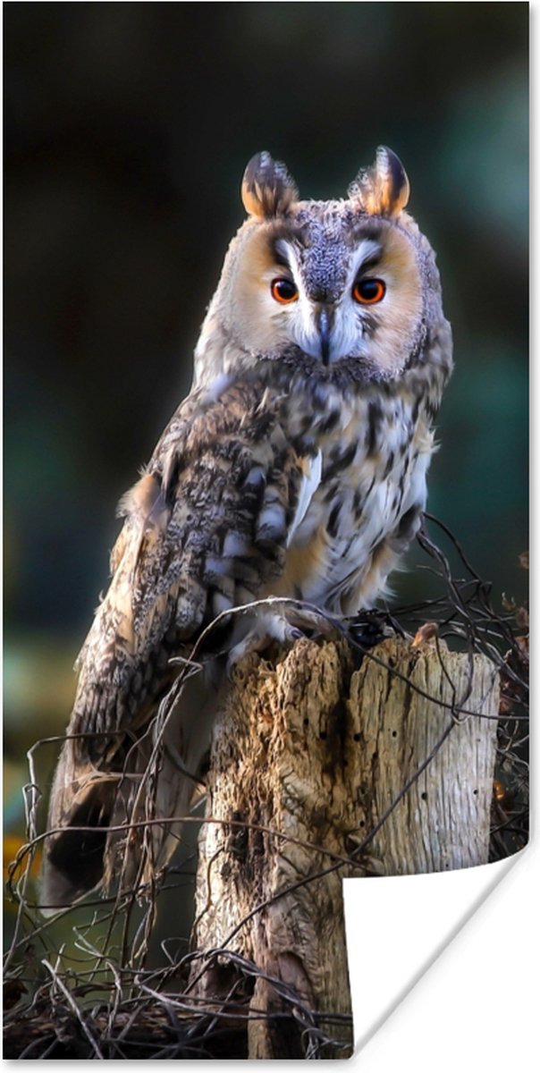 Poster Uil - Herfst - Vogel - Takken - 40x80 cm