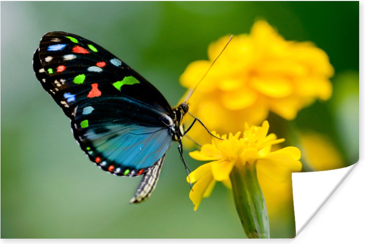 Poster Vlinder - Bloem - Dier - Insect - 30x20 cm