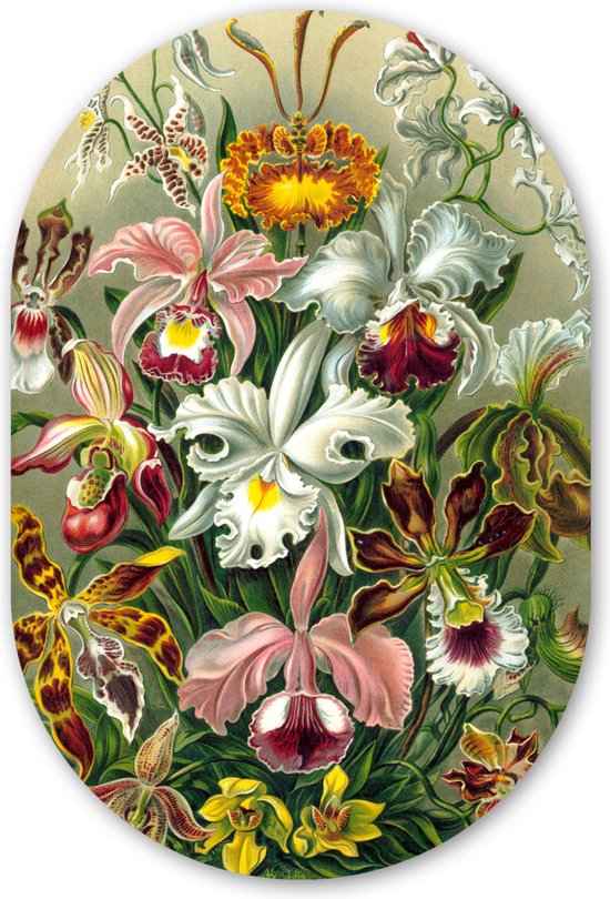 Muurovaal - Kunststof Wanddecoratie - Ovalen Schilderij - Planten - Natuur - Bloemen - Ernst Haeckel - 80x120 cm - Ovale spiegel vorm op kunststof