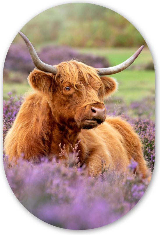 Wall Oval - Décoration murale Plastique - Peinture Ovale - Highlander écossais - Marron - Buissons - 40x60 cm - Forme miroir ovale sur plastique