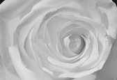 Fotobehang Rose Flower White | XXL - 312cm x 219cm | 130g/m2 Vlies