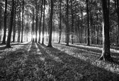 Fotobehang Forest Trees Beam Light Nature | XXL - 312cm x 219cm | 130g/m2 Vlies